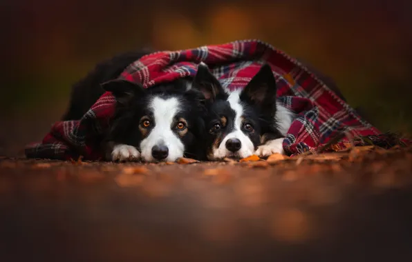 Picture autumn, dogs, two, scarf, pair, friends