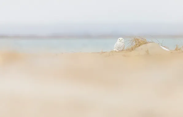 Picture nature, owl, bird, dunes