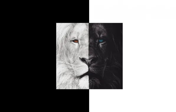 Picture LOOK, WHITE, LEO, BLACK, FACE, BEAST