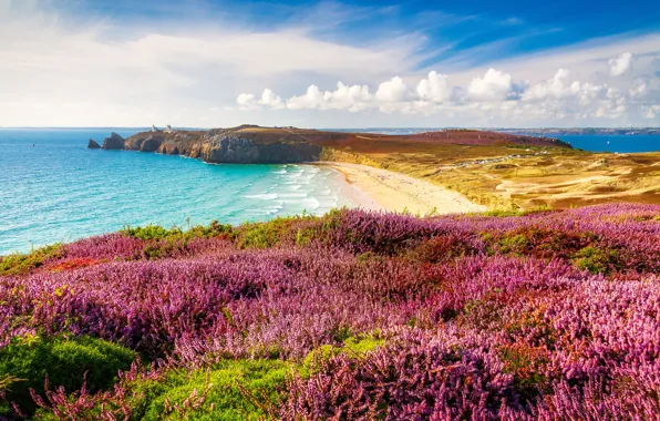 Picture sea, beach, clouds, flowers, thickets, shore, France, pink, a lot, Brittany, Heather