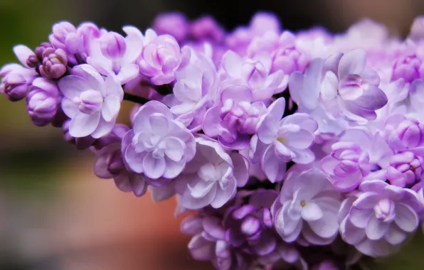 Picture macro, flowers, branch, spring, gentle, flowering, lilac, inflorescence, Terry