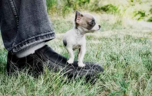 Picture leg, dog, little, shoes