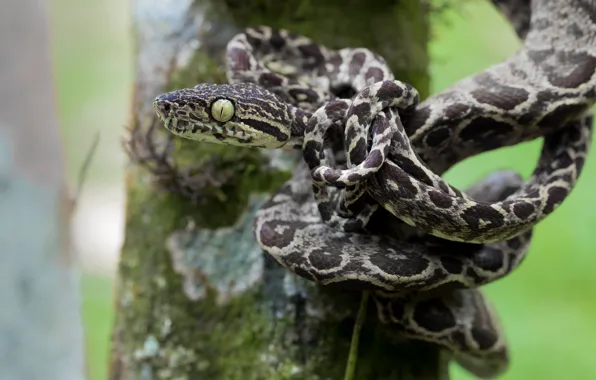 Picture eyes, look, pose, tree, snake, head, tail, node, trunk, Python, blurred, spotted, motley, colorful ribbon