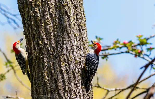 Picture birds, branches, tree, woodpecker, trunk, bark, a couple, woodpeckers, two birds