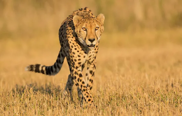Picture field, grass, look, Cheetah, walk