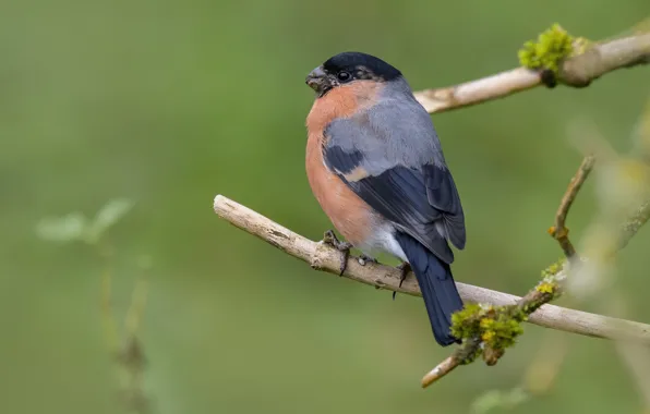 Picture branches, background, bird, bullfinch, meal