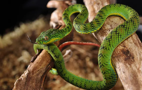 Picture nature, snake, green