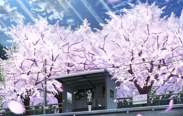 Picture girl, spring, Sakura, flowering
