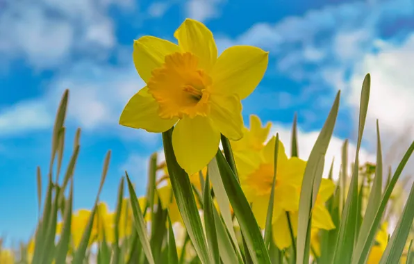 Picture the sky, yellow, daffodils