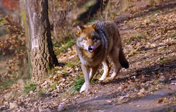 Picture forest, language, look, wolf, walk