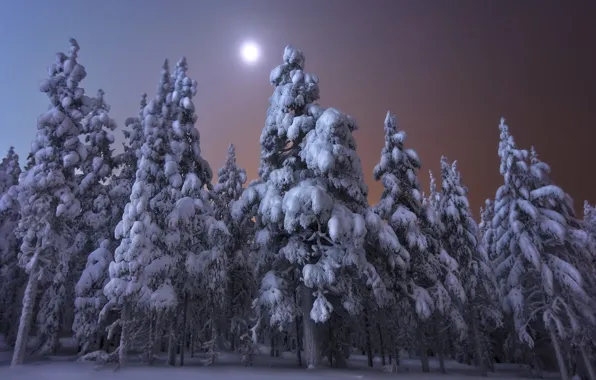 Picture winter, forest, snow, trees, landscape, night, nature, the moon, ate, Finland, Andrey Chabrov