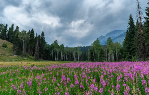 Picture field, forest, summer, the sky, clouds, trees, flowers, mountains, clouds, overcast, glade, the slopes, tops, …