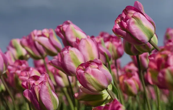 Picture the sky, flowers, spring, tulips, pink, buds, a lot