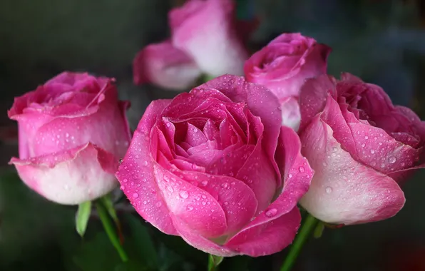 Picture flowers, roses, bouquet, gentle, water drops