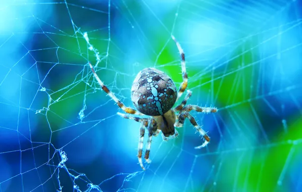 Picture macro, web, spider, blue background, bokeh