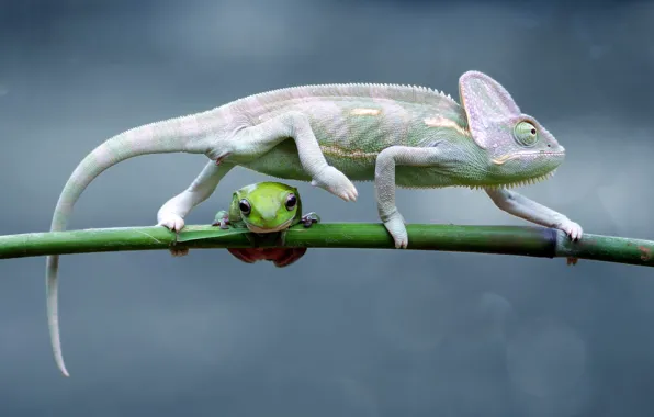 Picture look, chameleon, background, frog, stem, profile, a couple, bokeh, poses, reptiles, steps