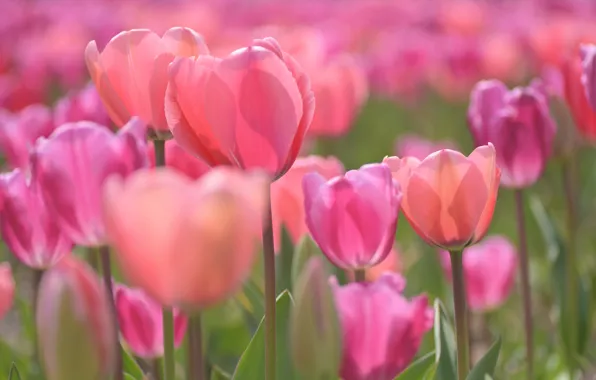 Picture Tulips, pink, buds