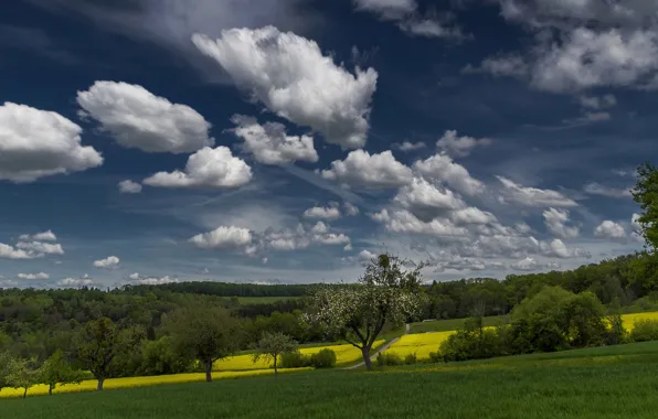 Picture greens, field, the sky, clouds, trees, spring, flowering
