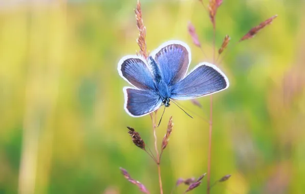 Picture macro, background, butterfly, insect, stems, blue