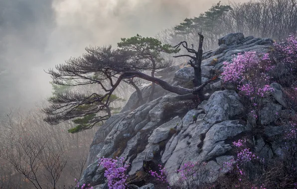 Picture flowers, mountains, fog