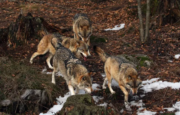 Picture autumn, forest, nature, wolf, pack, wolves, a pack of wolves