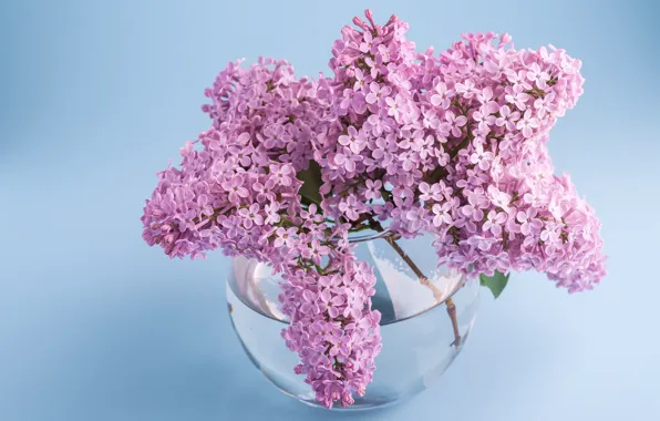 Picture glass, water, flowers, bouquet, spring, vase, flowering, lilac, blue background, blooming