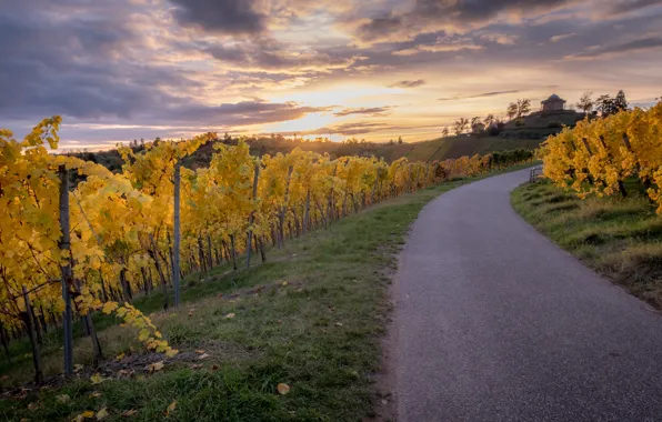 Picture road, the evening, vineyard