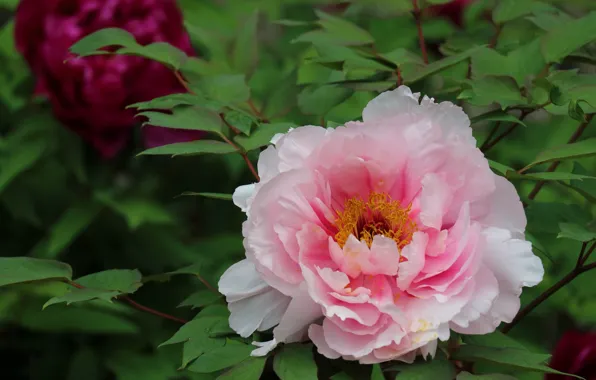 Picture pink, lush, peony