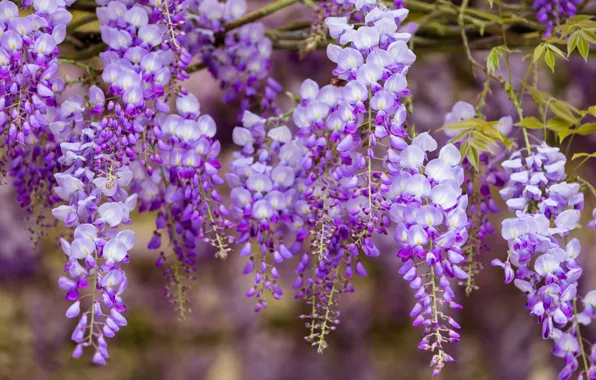 Picture flowers, close-up, branches, nature, background, color, beauty, spring, petals, flowering, cascade, lilac, beautiful, bunches, inflorescence, …