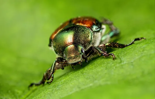 Picture macro, leaf, beetle, green background, brilliant