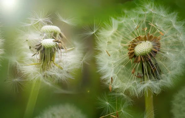 Picture macro, flowers, seeds, dandelions, green background, the parachutes, bokeh