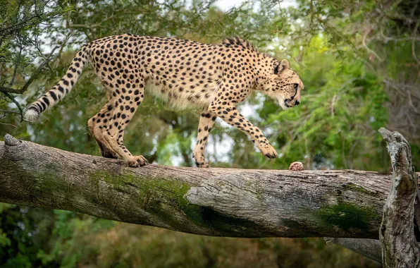 Picture tree, predator, Cheetah