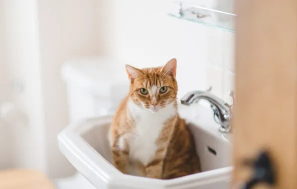 Picture eyes, cat, sink, red