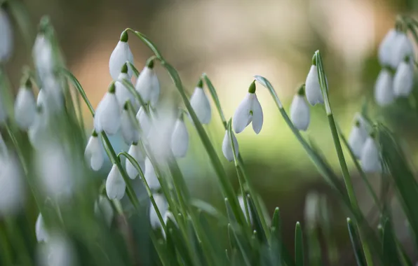 Picture flowers, glade, blur, spring, snowdrops, white, buds, a lot, bokeh