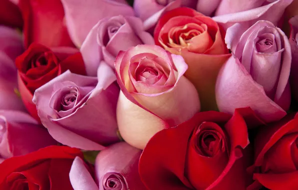 Picture macro, flowers, roses, bouquet, red, pink, buds, a lot
