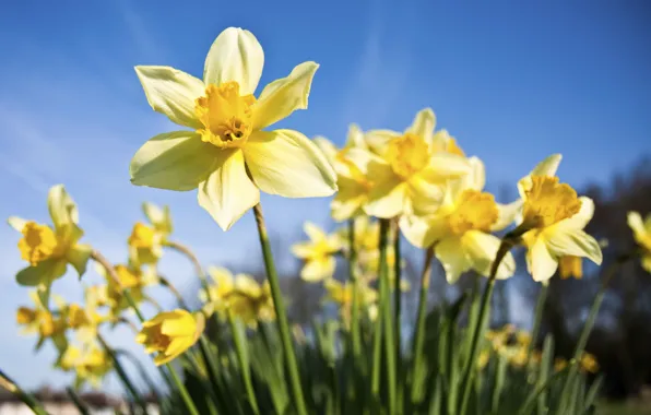Picture the sky, flowers, blue, blue, spring, yellow, contrast, flowerbed, daffodils, bokeh