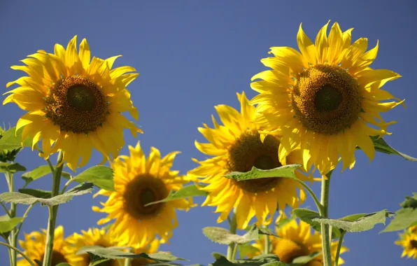 Picture the sun, sunflowers, flowers, Wallpaper, sunflower, petals, flowers, yellow petals, field of sunflowers