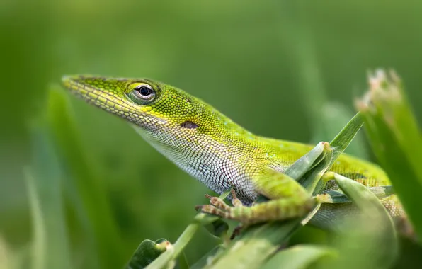 Picture nature, background, lizard