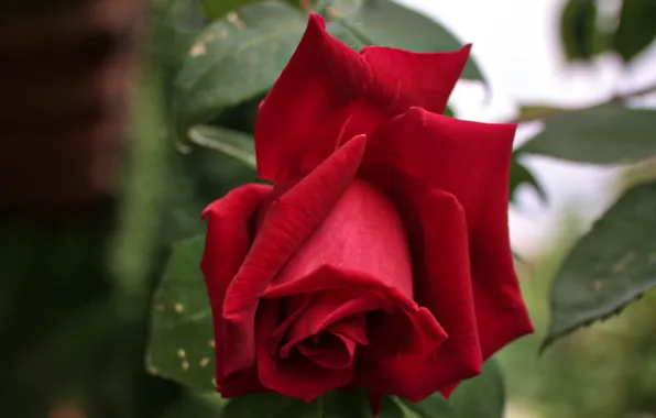 Picture macro, rose, petals, Bud, red