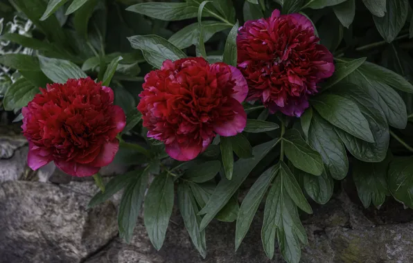 Picture red, buds, peonies