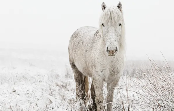 Picture winter, field, white, look, face, snow, branches, nature, horse, horse, blonde, pony, white, snowfall, bangs, …