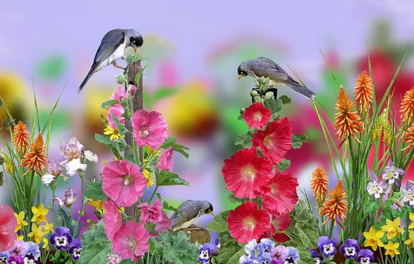 Picture graphics, flowers, birds