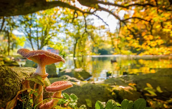 Picture autumn, leaves, branches, nature, pond, Park, tree, mushrooms, bokeh
