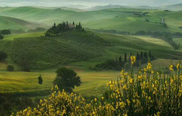 Picture flowers, hills, field, Italy, house, meadows, cypress, Tuscany