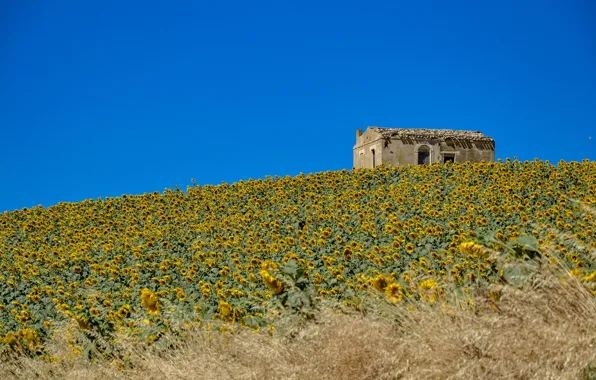 Picture field, the sky, sunflowers, house, slope, hill, Italy, Молизе