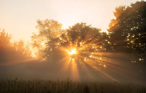 Picture Stream, Sunrise, Forest, Morning, Light, Dawn, Rays