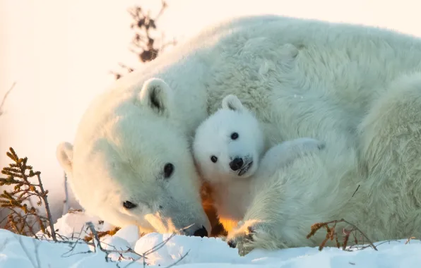 Picture snow, bear, cub, bear, Polar bears, Polar bears