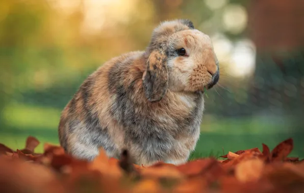 Picture autumn, nature, glade, rabbit, fold, red, face, Bunny, rabbit, autumn leaves, French sheep