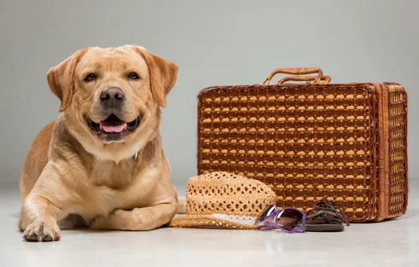 Picture look, dog, hat, suitcase, Labrador, beautiful, labrador