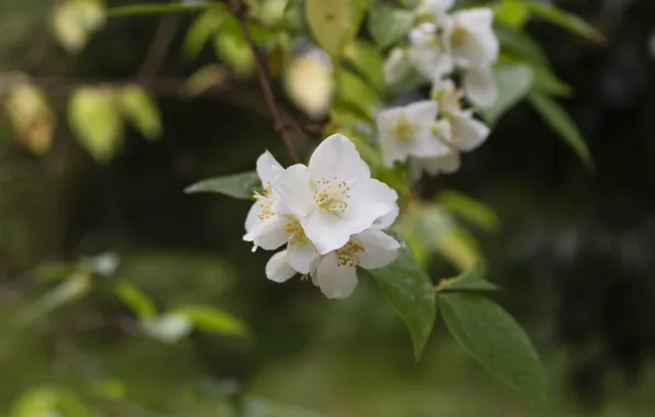 Picture nature, branch, spring, flowering, Jasmine